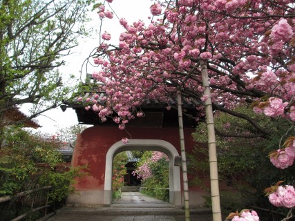 八重桜